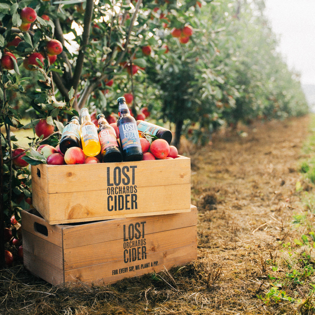 Lost Orchards Cider - Scottish Cider - Online Cider Delivery